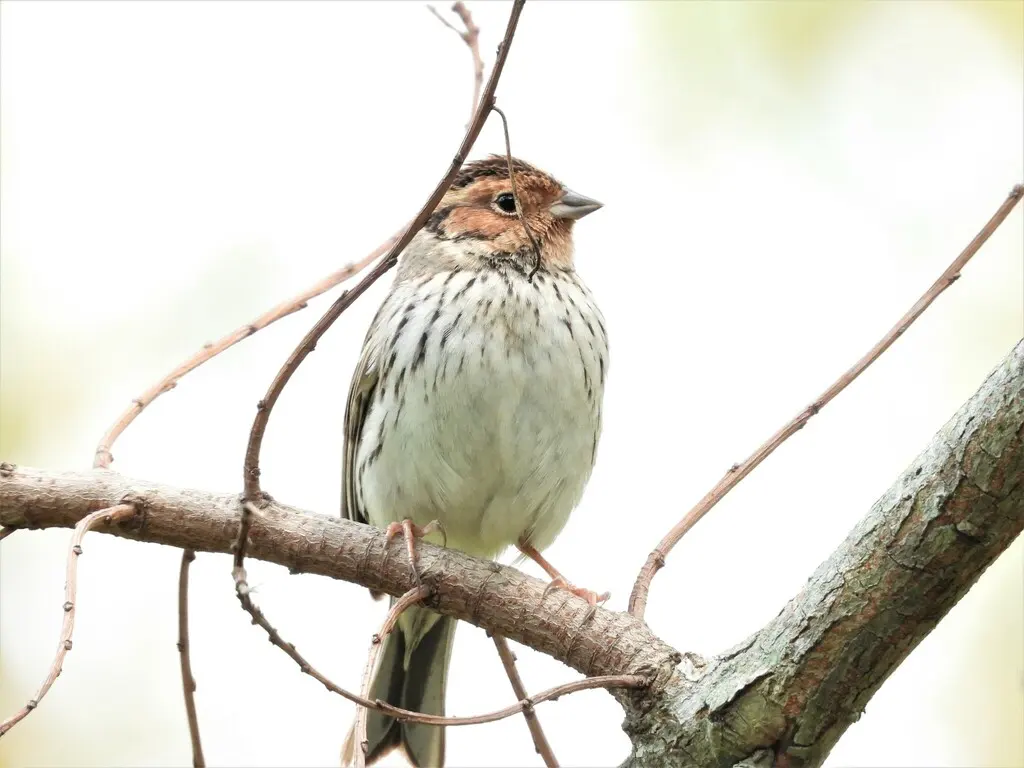 小鹀(Emberiza pusilla)