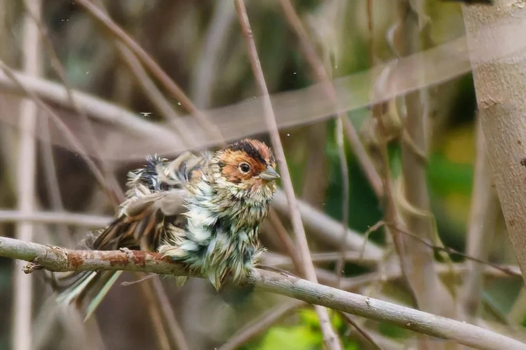 小鹀(Emberiza pusilla)