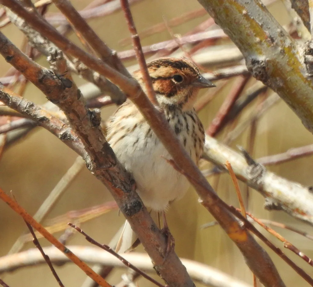 小鹀(Emberiza pusilla)