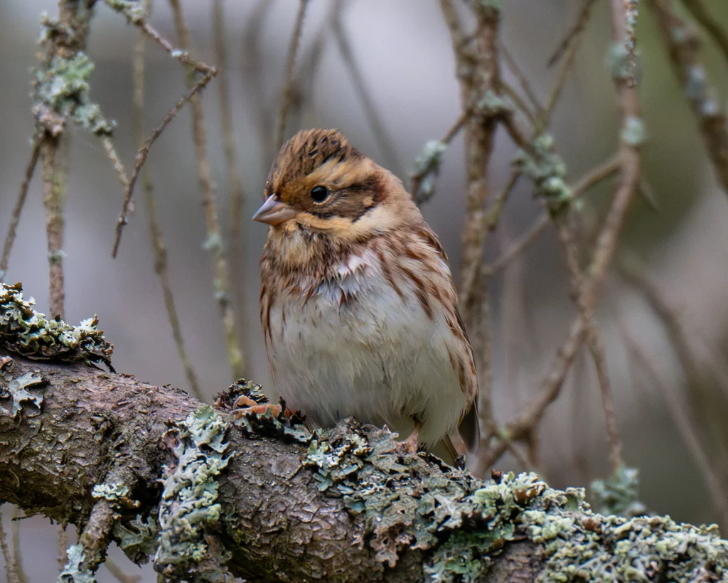 田鹀(Emberiza rustica)