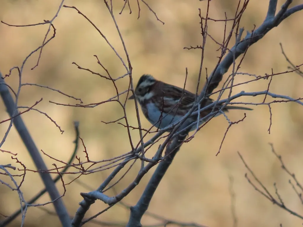 田鹀(Emberiza rustica)
