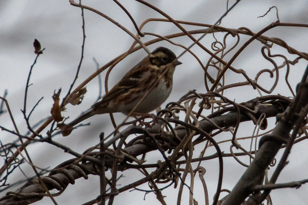 田鹀(Emberiza rustica)