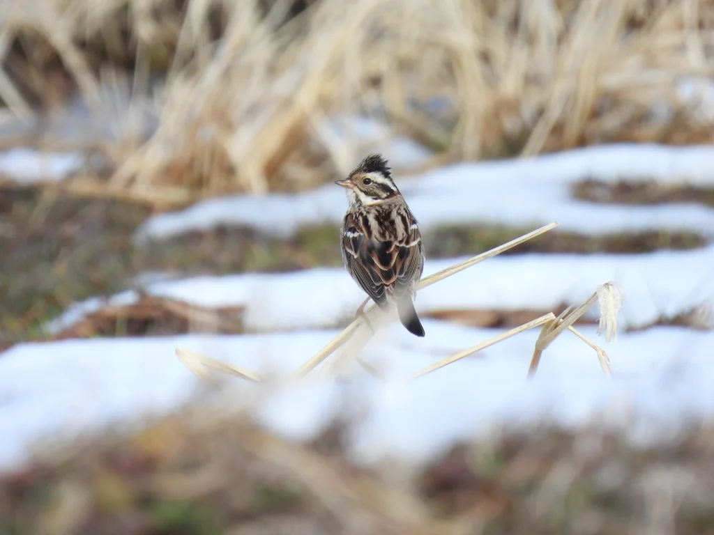 田鹀(Emberiza rustica)