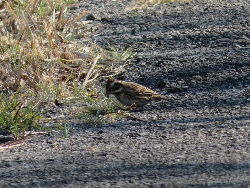 田鹀(Emberiza rustica)
