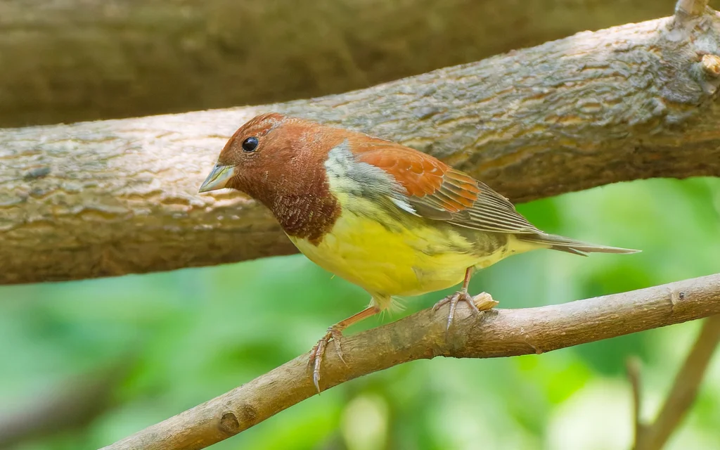 栗鹀(Emberiza rutila)