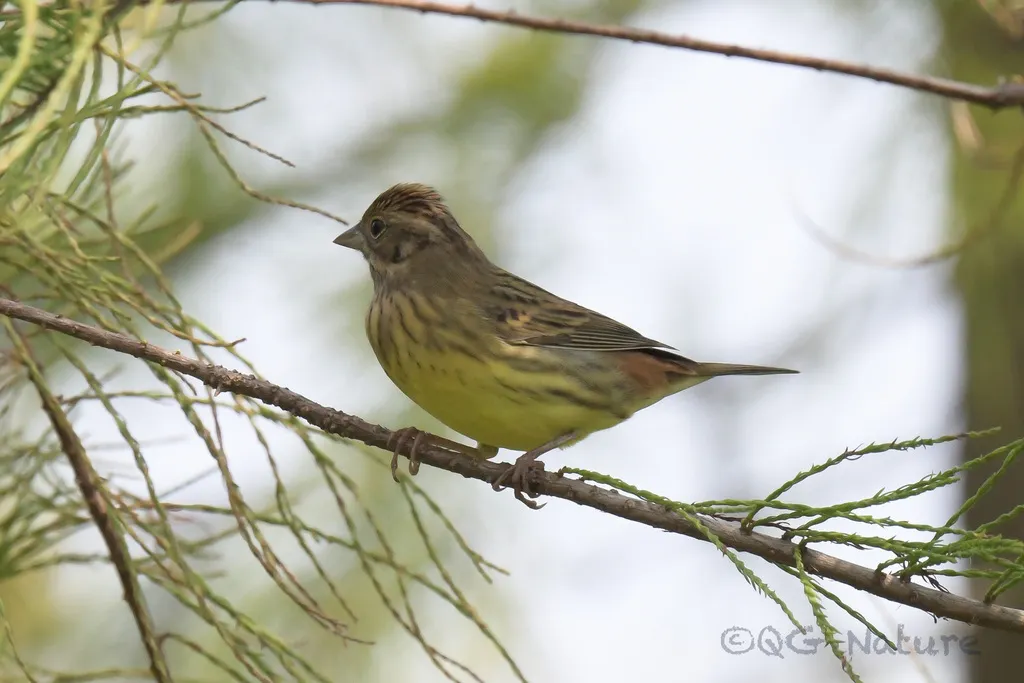 栗鹀(Emberiza rutila)