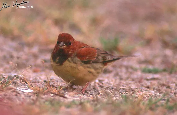 栗鹀(Emberiza rutila)