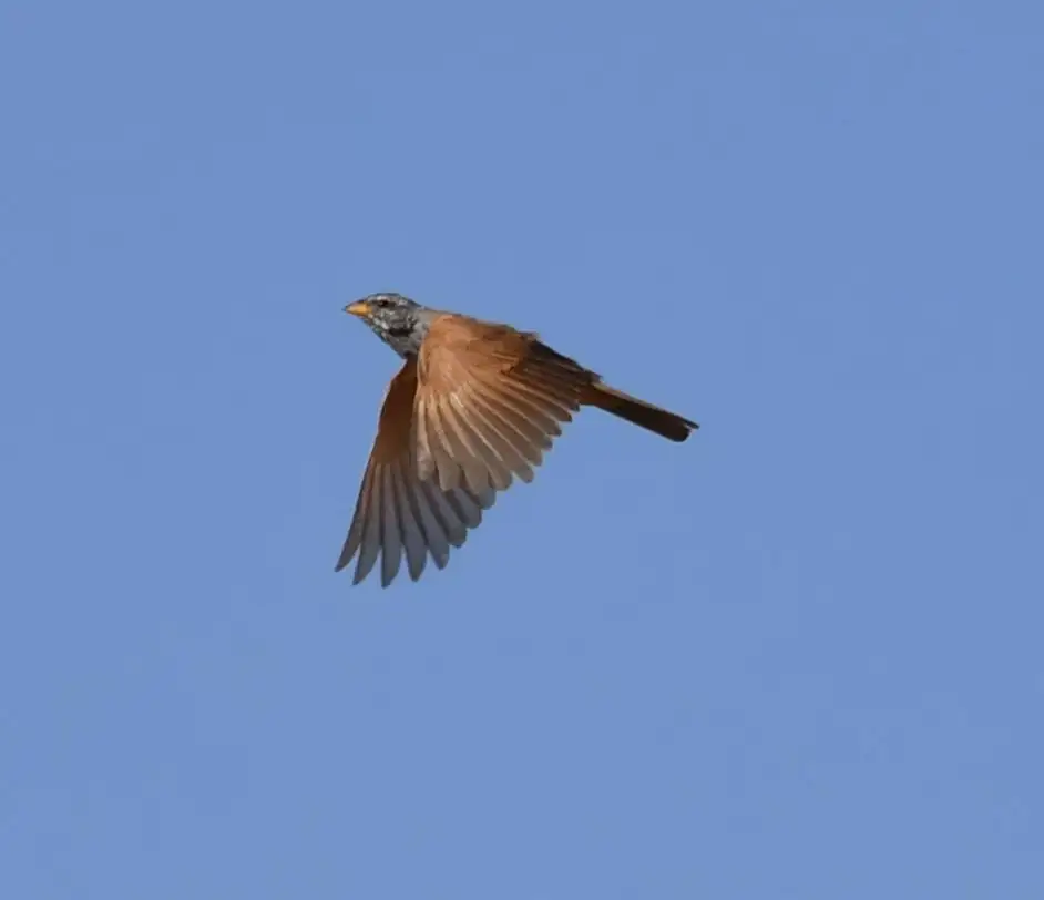 家鹀(Emberiza sahari)