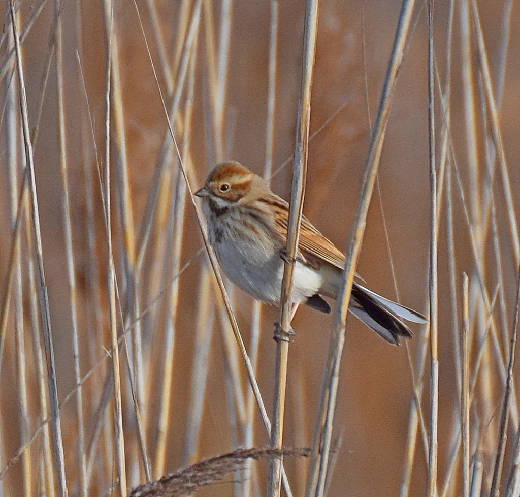 芦鹀(Emberiza schoeniclus)