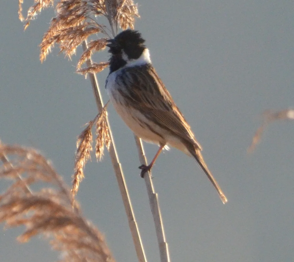 芦鹀(Emberiza schoeniclus)