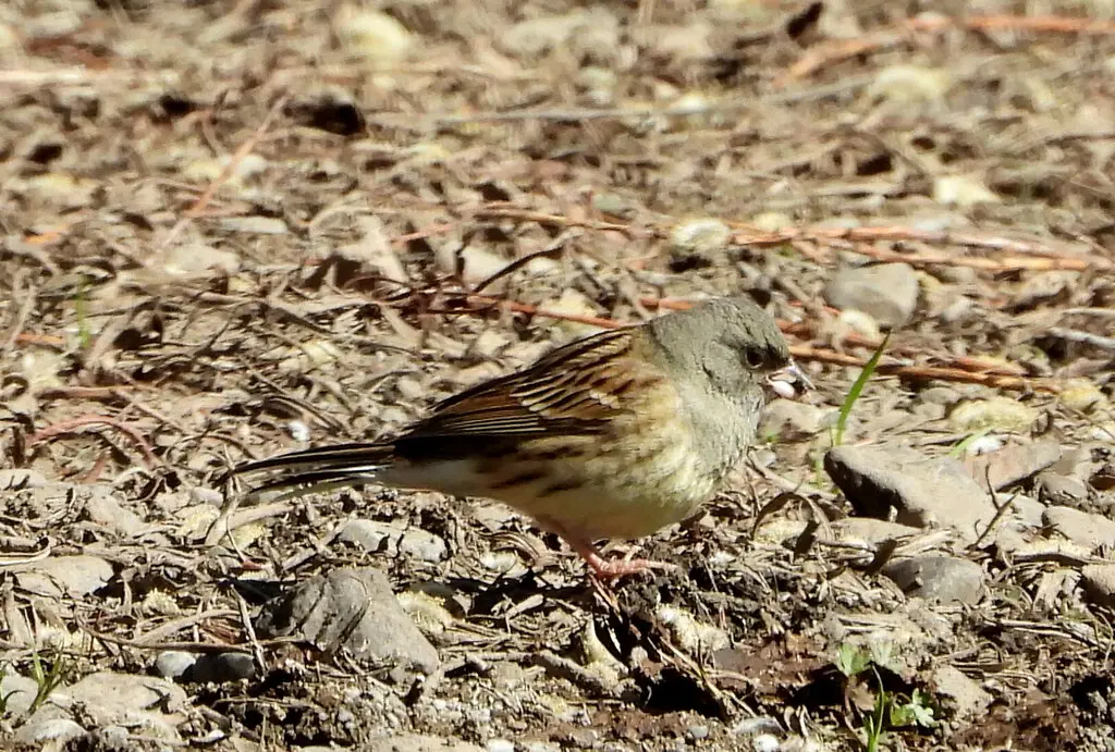 灰头鹀(Emberiza spodocephala)