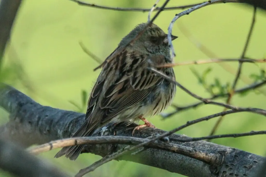 灰头鹀(Emberiza spodocephala)