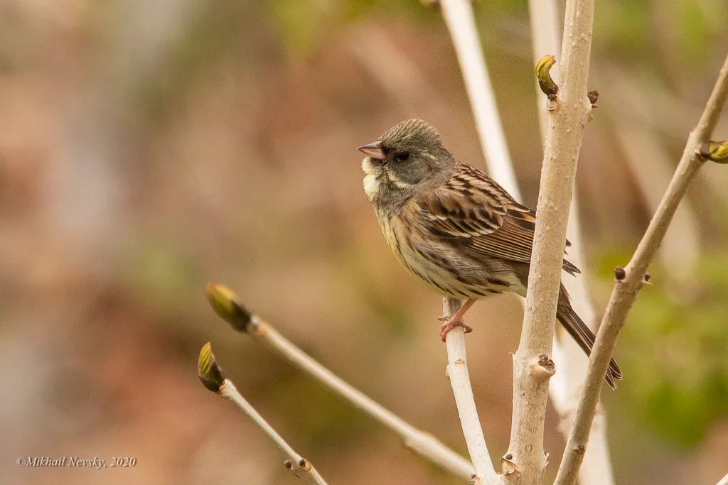 灰头鹀(Emberiza spodocephala)