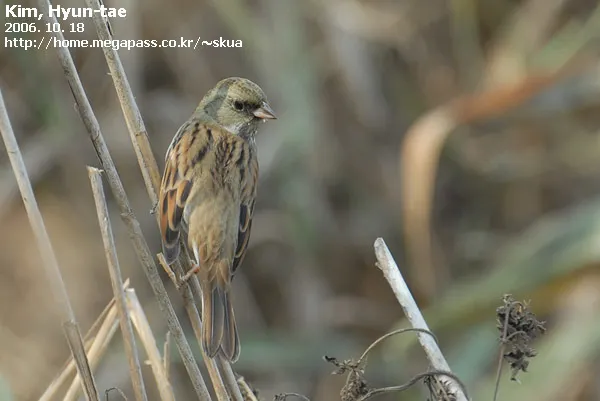 灰头鹀(Emberiza spodocephala)