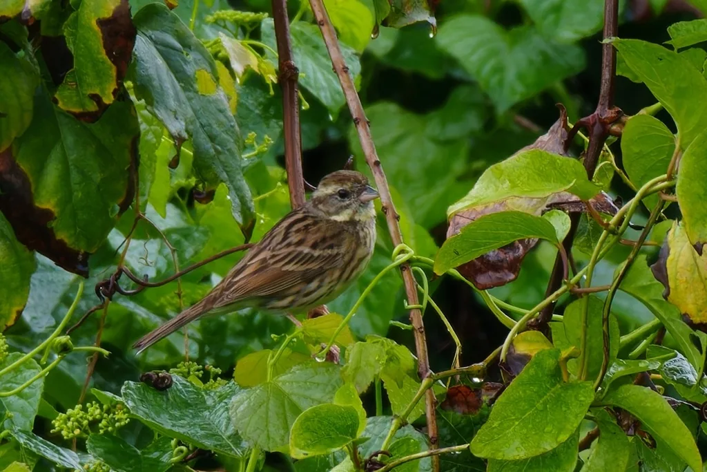 灰头鹀(Emberiza spodocephala)