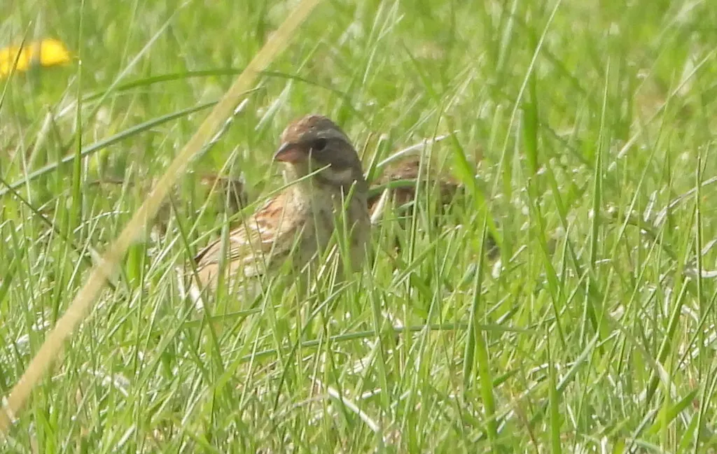 灰头鹀(Emberiza spodocephala)
