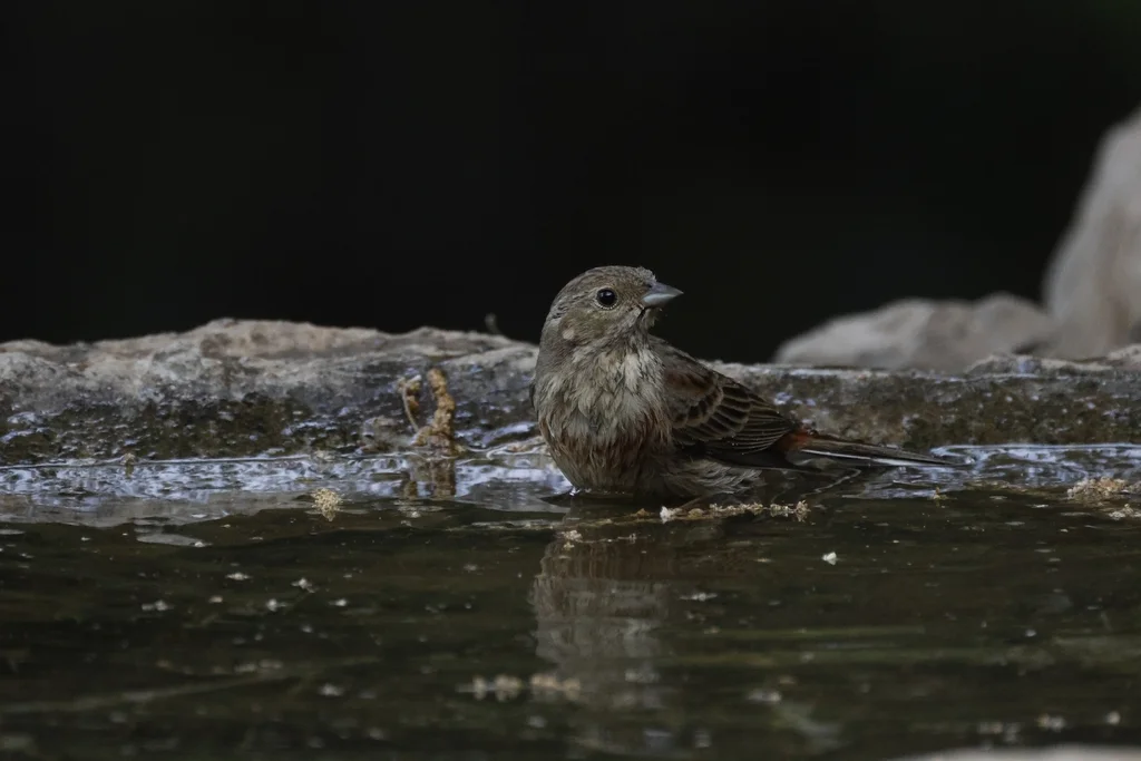 白顶鹀(Emberiza stewarti)