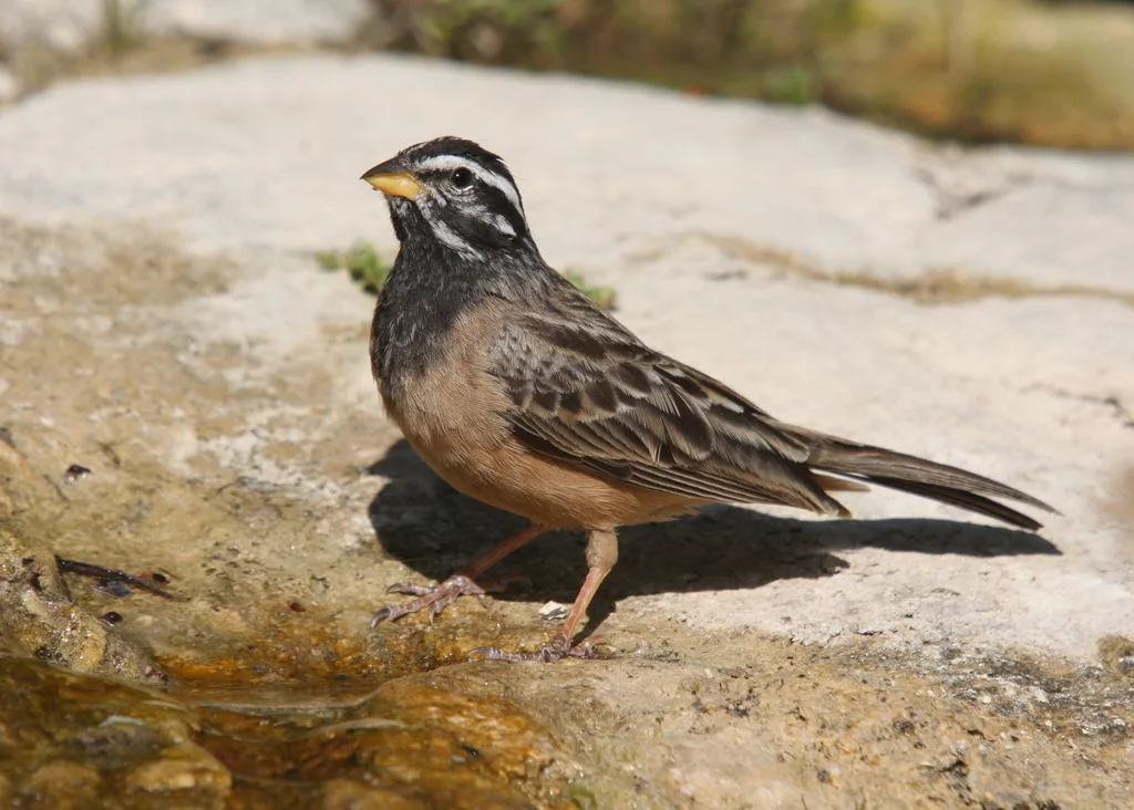 朱胸鹀(Emberiza tahapisi)