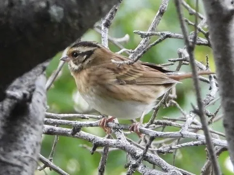 白眉鹀(Emberiza tristrami)
