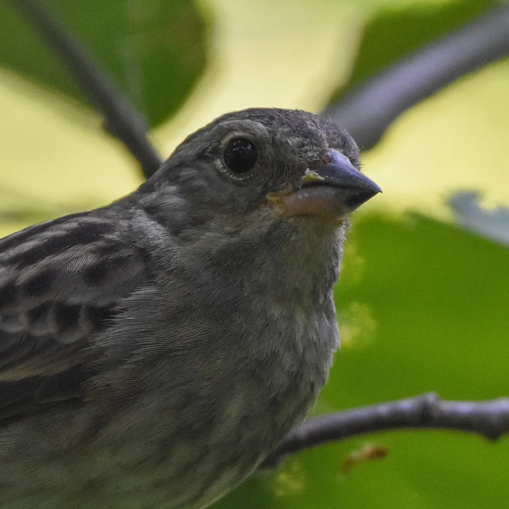灰鹀(Emberiza variabilis)