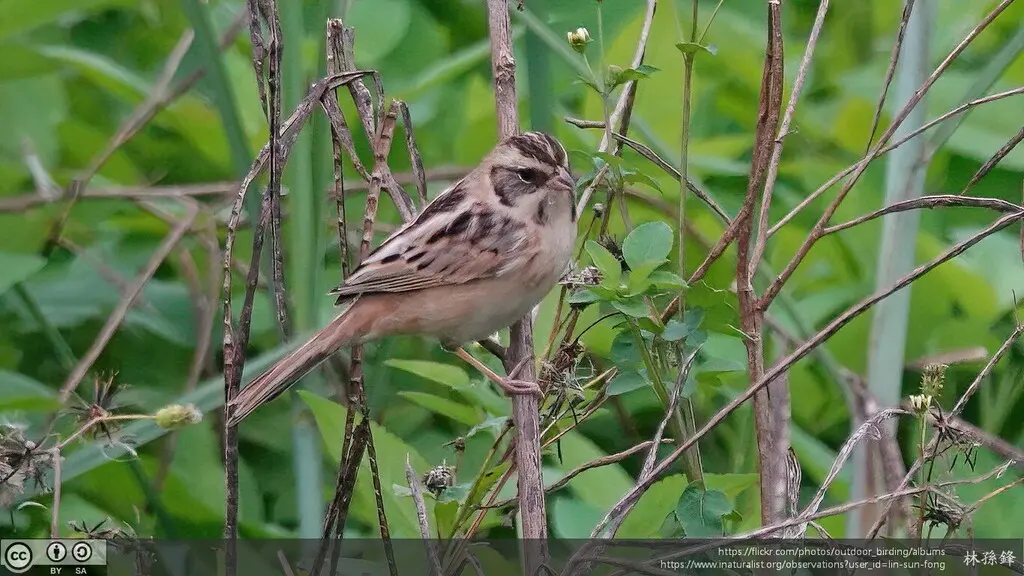 红颈苇鹀(Emberiza yessoensis)