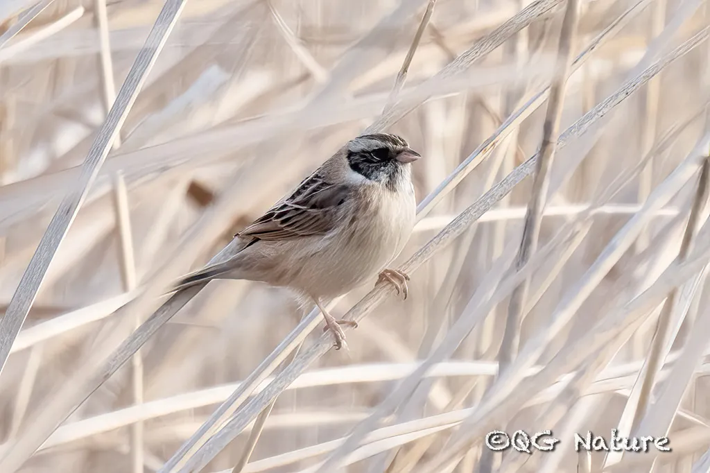 红颈苇鹀(Emberiza yessoensis)