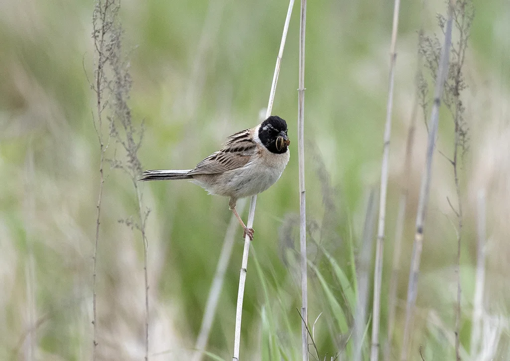 红颈苇鹀(Emberiza yessoensis)