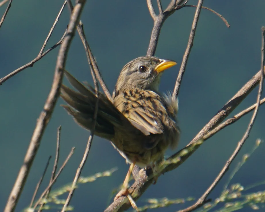 楔尾草鹀(Emberizoides herbicola)