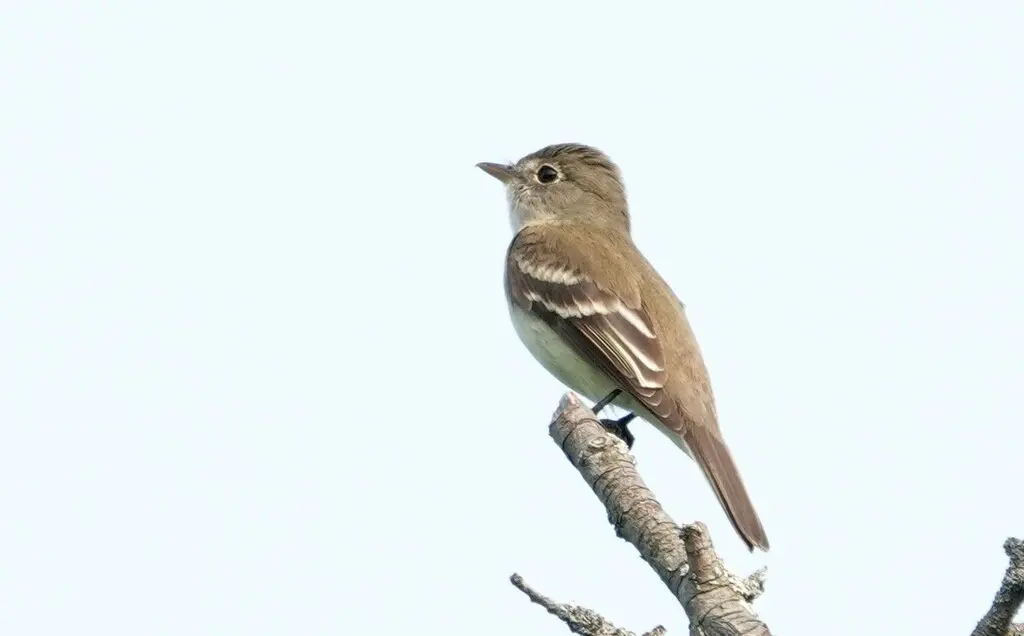 桤木纹霸鹟(Empidonax alnorum)