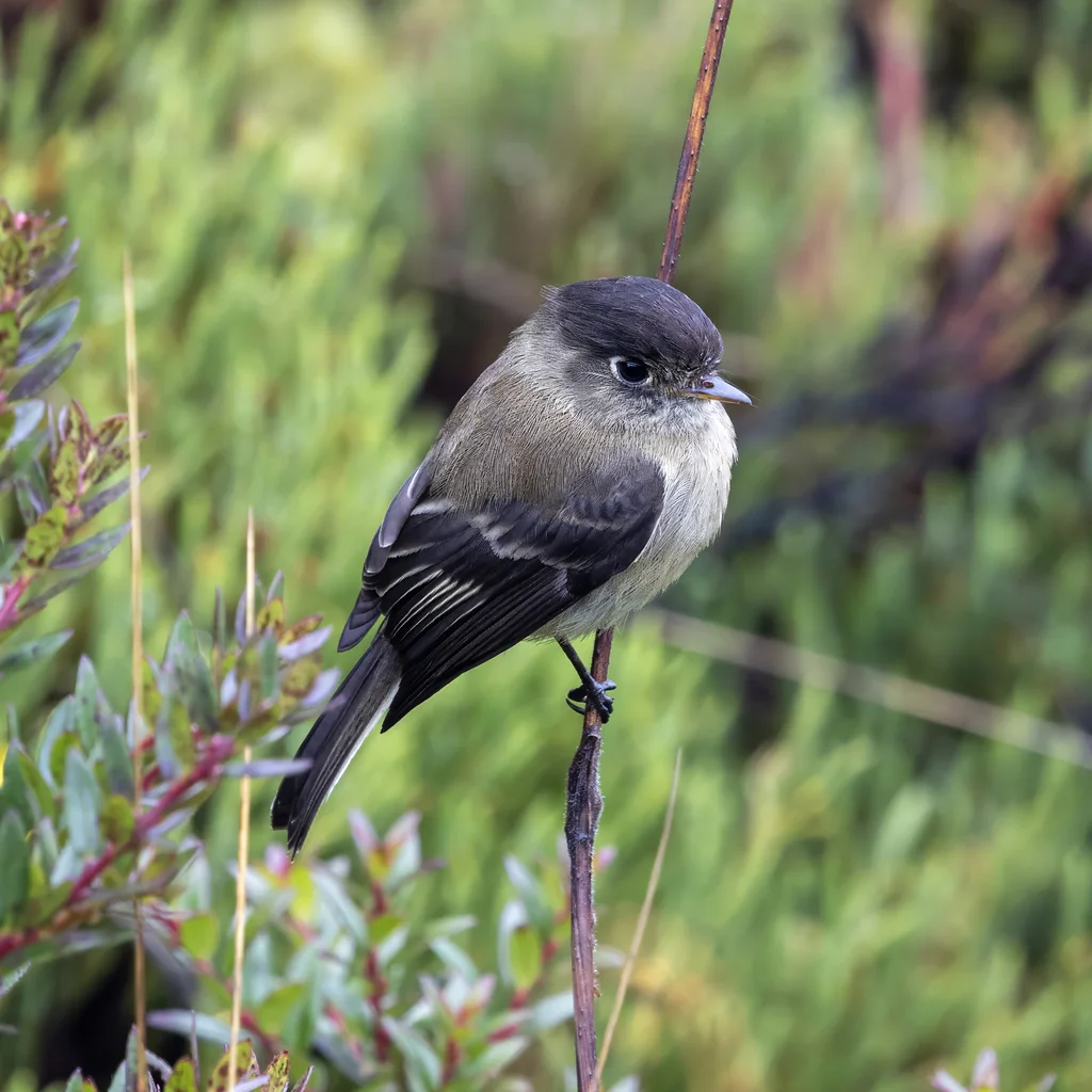 黑顶纹霸鹟(Empidonax atriceps)