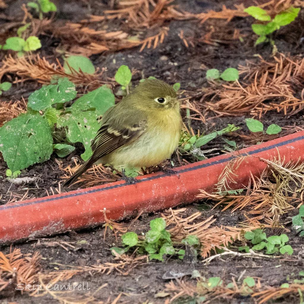 北美纹霸鹟(Empidonax difficilis)