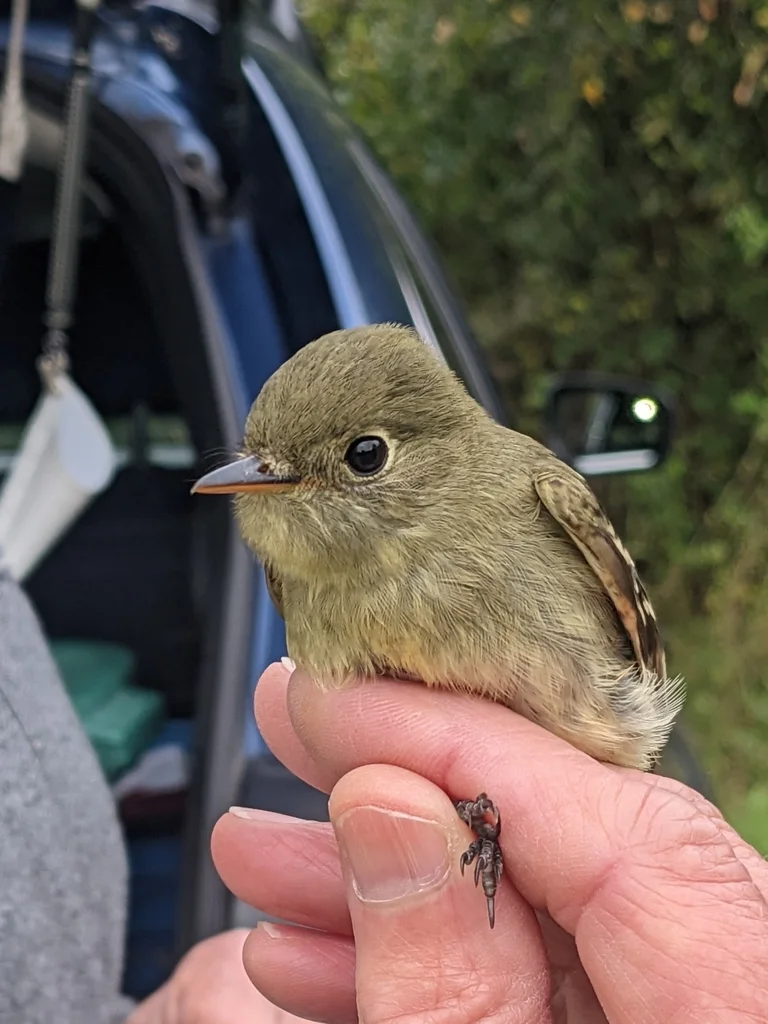 黄腹纹霸鹟(Empidonax flaviventris)