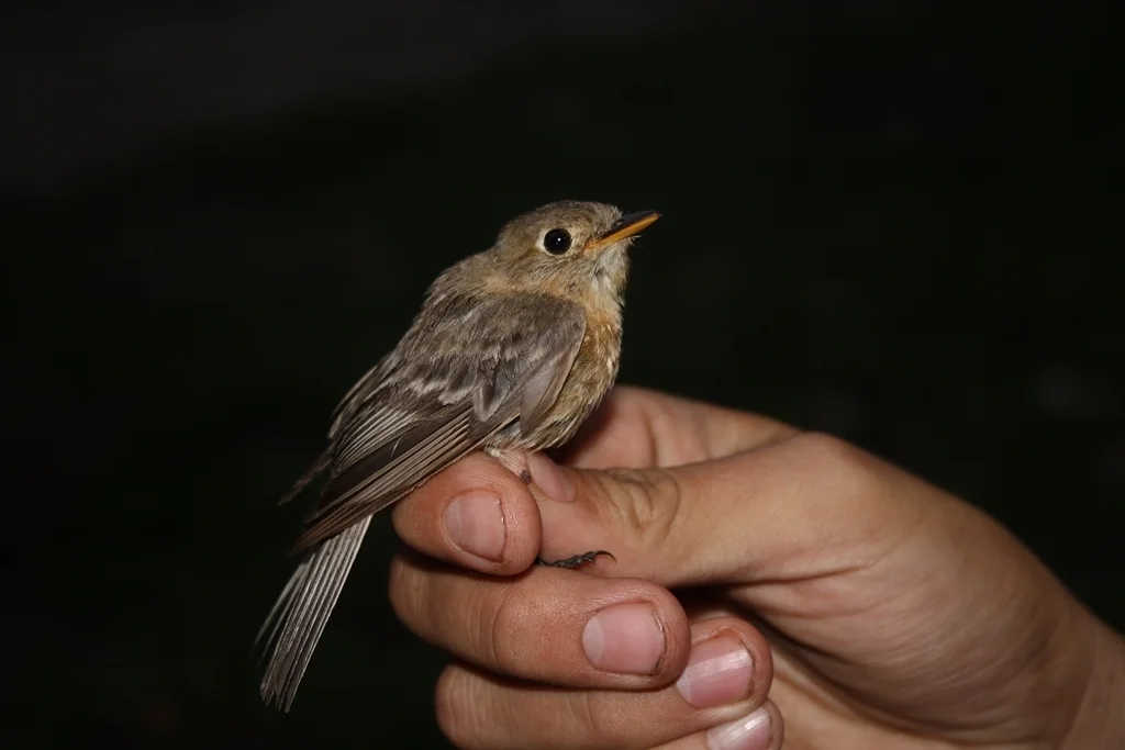 黄胸纹霸鹟(Empidonax fulvifrons)
