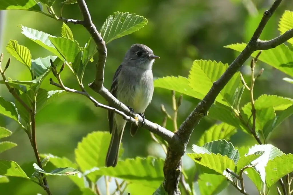 哈氏纹霸鹟(Empidonax hammondii)