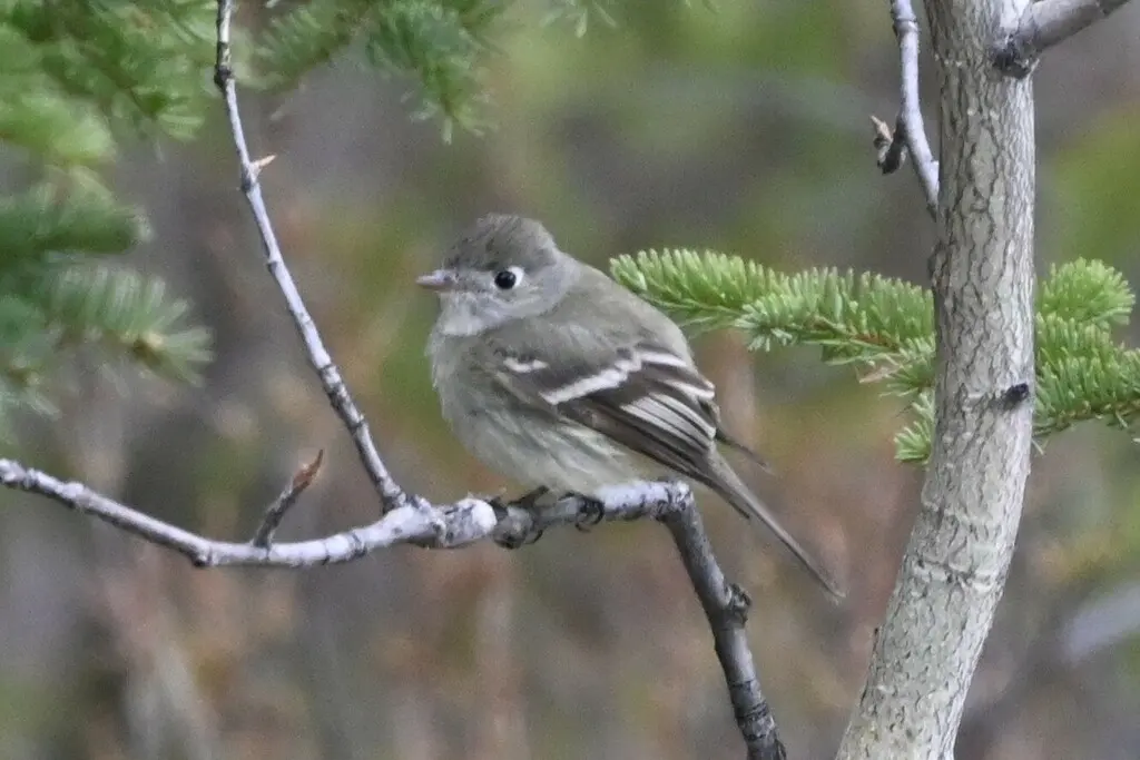 哈氏纹霸鹟(Empidonax hammondii)
