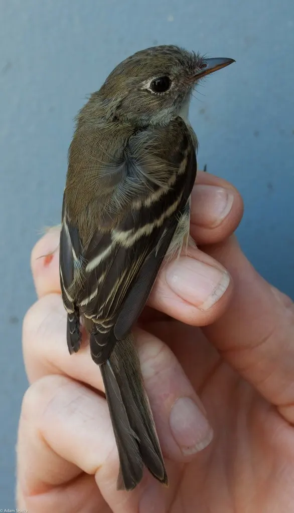 小纹霸鹟(Empidonax minimus)