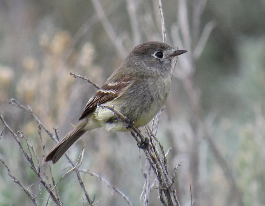 暗纹霸鹟(Empidonax oberholseri)