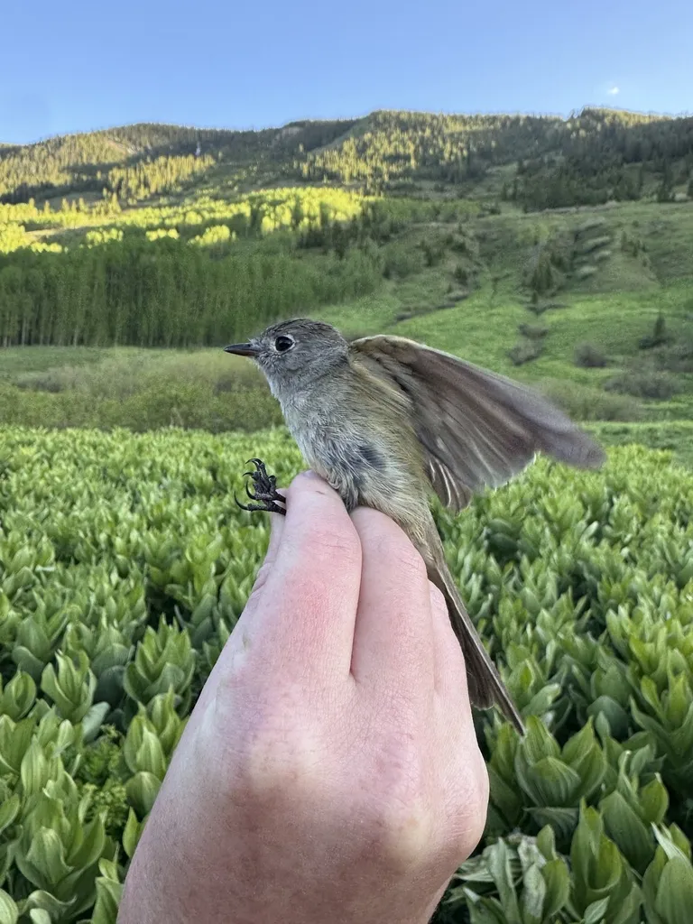 暗纹霸鹟(Empidonax oberholseri)