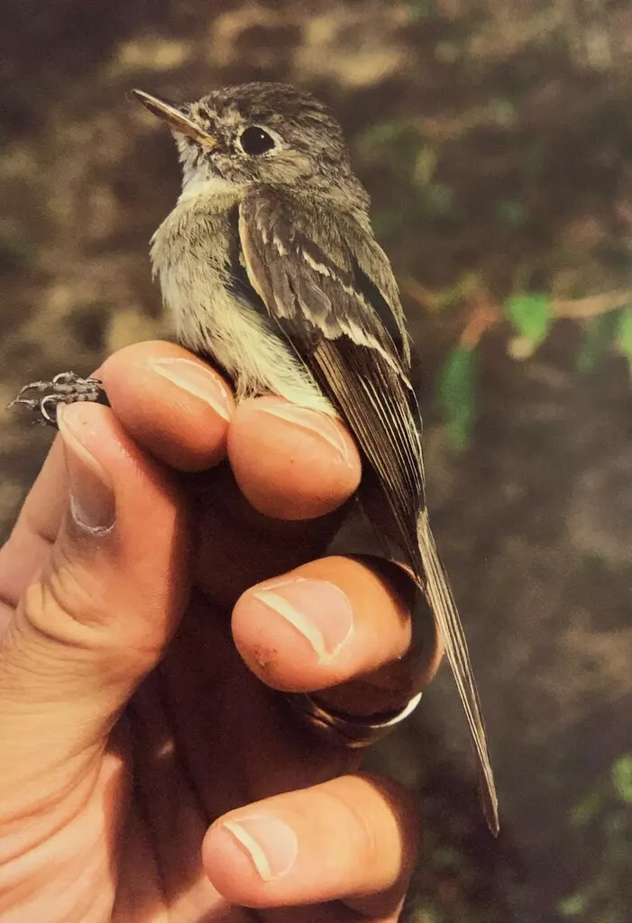 暗纹霸鹟(Empidonax oberholseri)