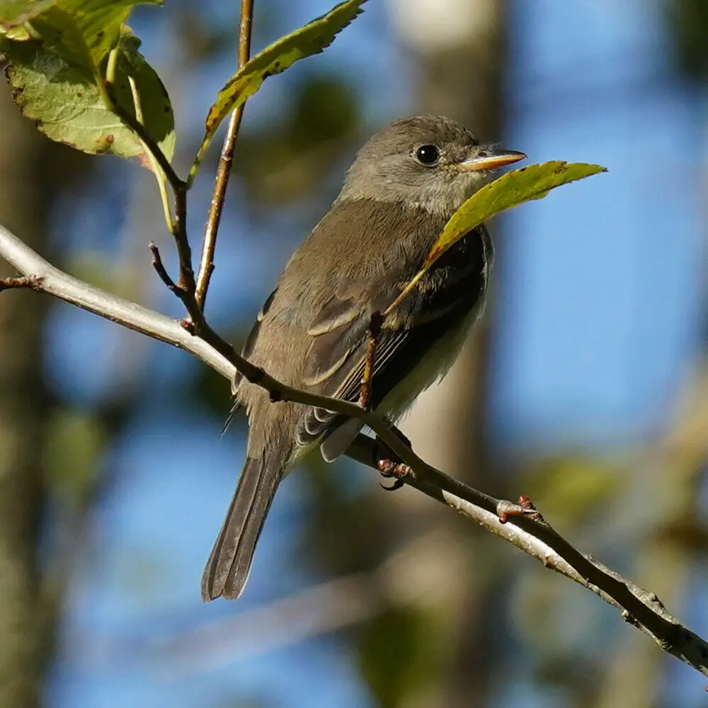 纹霸鹟(Empidonax traillii)