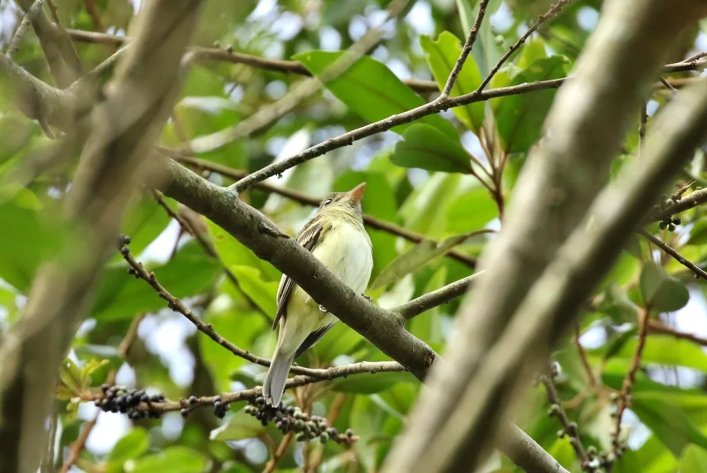 绿纹霸鹟(Empidonax virescens)