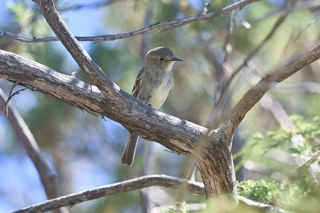 灰纹霸鹟(Empidonax wrightii)