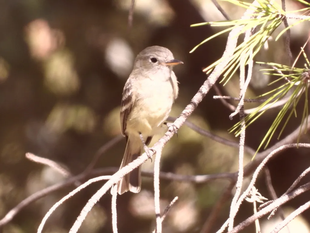 灰纹霸鹟(Empidonax wrightii)
