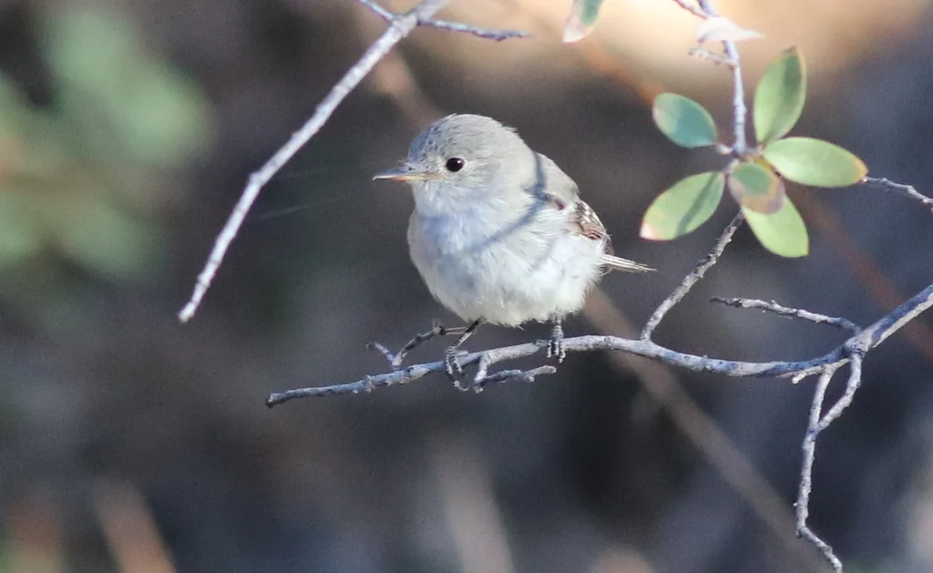 灰纹霸鹟(Empidonax wrightii)
