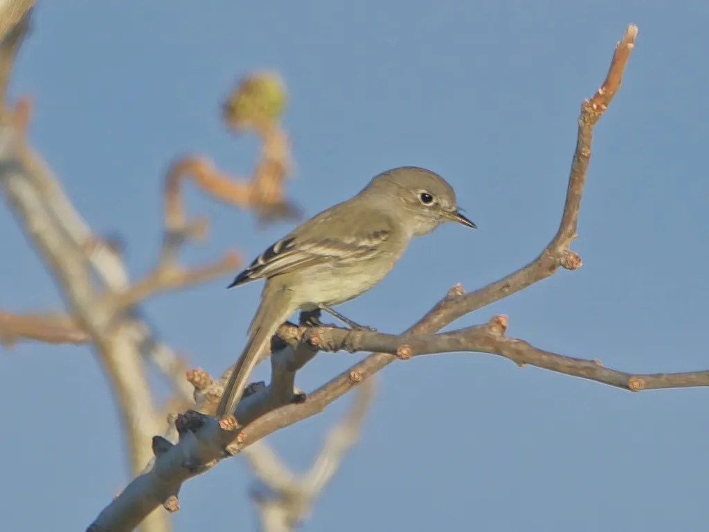 灰纹霸鹟(Empidonax wrightii)