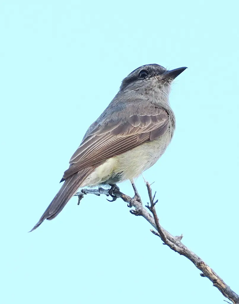 冠灰纹霸鹟(Empidonomus aurantioatrocristatus)