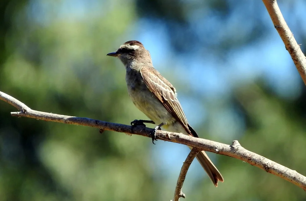 冠灰纹霸鹟(Empidonomus aurantioatrocristatus)