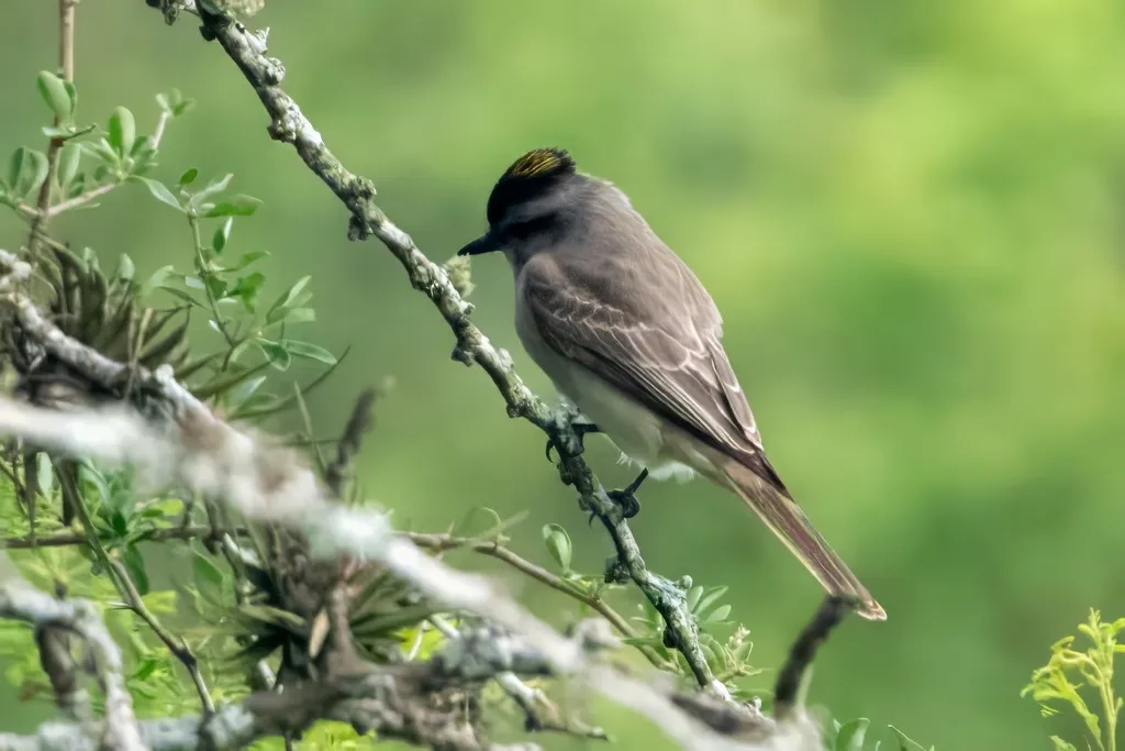冠灰纹霸鹟(Empidonomus aurantioatrocristatus)