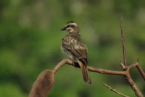 杂色纹霸鹟