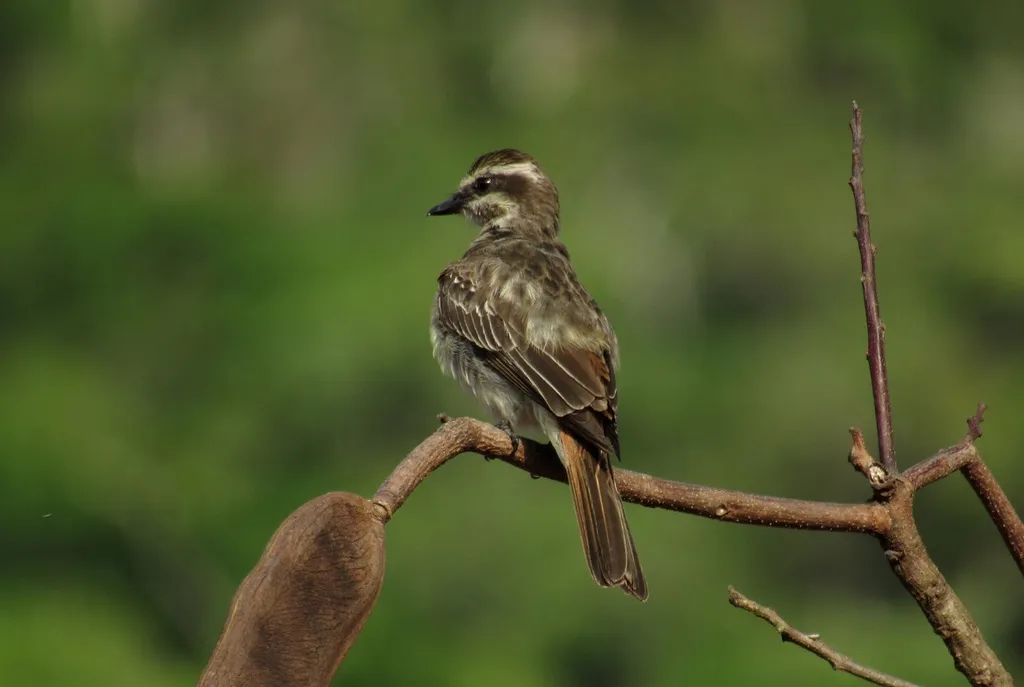 杂色纹霸鹟(Empidonomus varius)